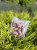Ricola 20szt (10x Mentol + 10x Original) + GRATIS